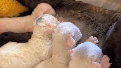 小猫沉浸式吃瓜,一场猫界的热闹“瓜田”  第2张